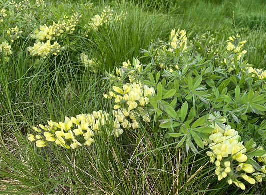 Cream false indigo, Baptisia bracteata, lush cream flowers, low-growing Illinois native plant