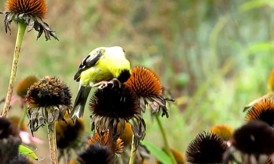 Tidying Up Your Fall Garden