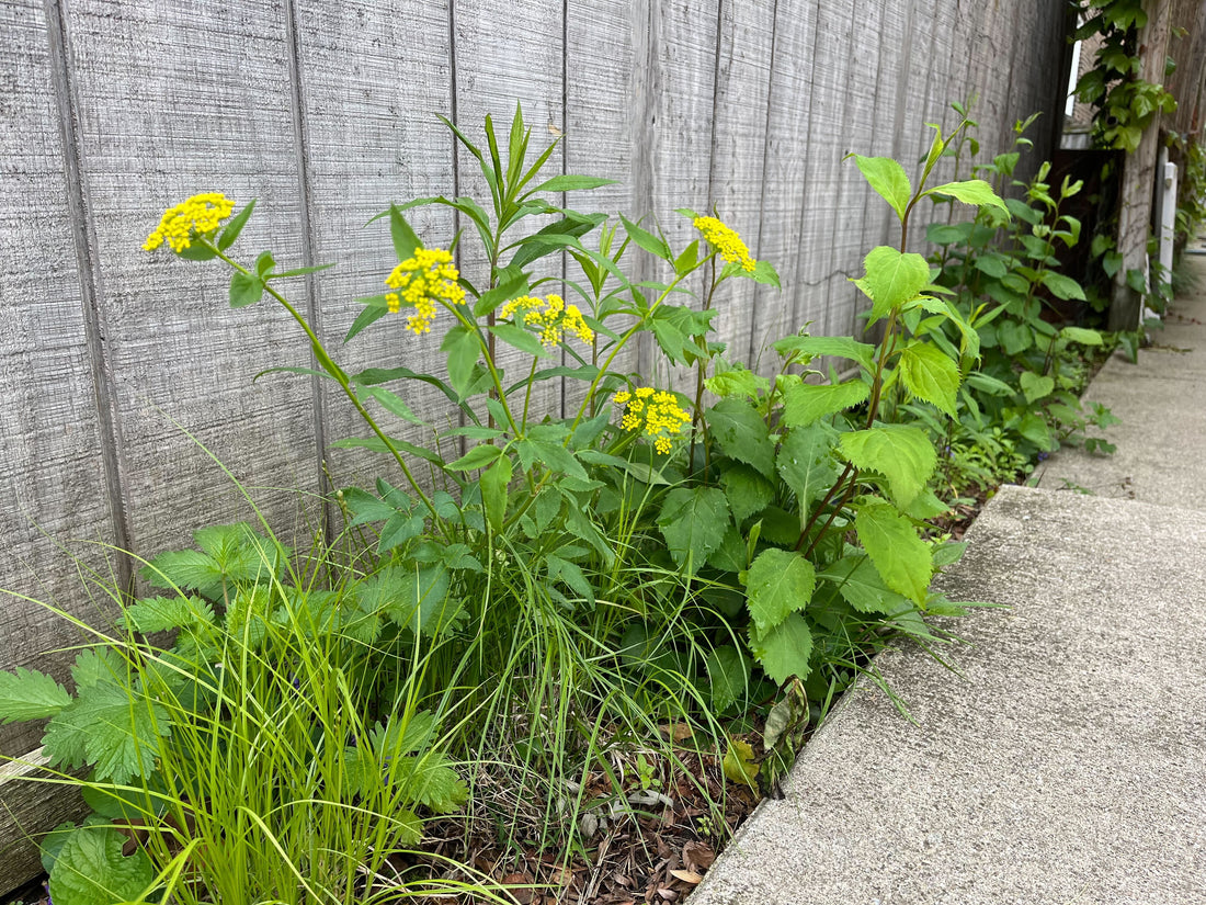 Top Plants for Difficult Places