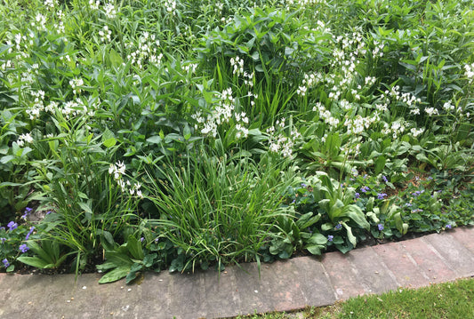 Native plants arranged in a matrix planting pattern, showcasing a resilient and natural-looking garden design