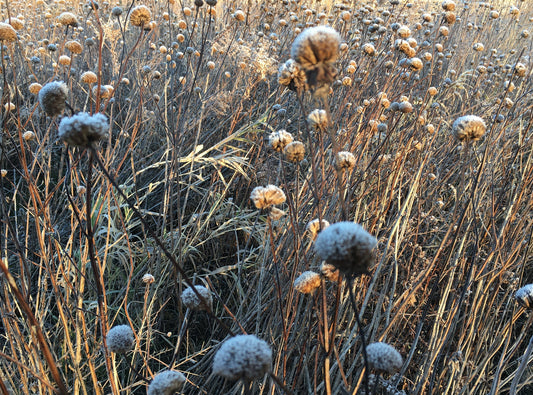 The Things We Do: Rethinking Lawn and Garden Care