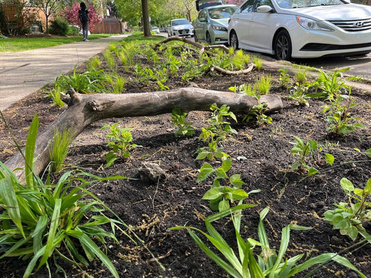 Spring 2025: A Season of Roots, Relationships, and Blooming Beginnings