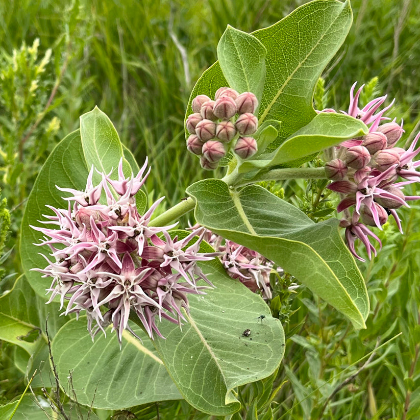 Asclepias speciosa (SHOWY MILKWEED)