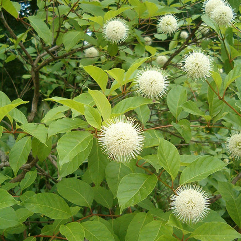 Cephalanthus occidentalis (BUTTONBUSH) SM *