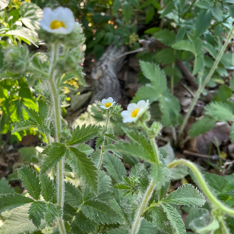 Drymocallis arguta (PRAIRIE CINQUEFOIL)