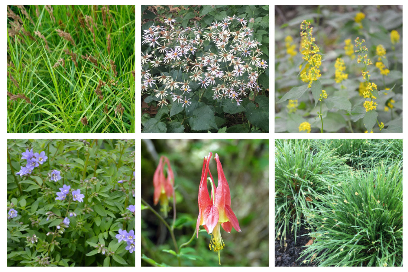 NBN Garden Kit - Native Woodland Mix