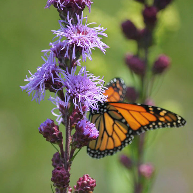 Liatris ligulistylis (MEADOW BLAZING STAR)
