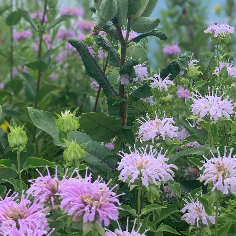 Monarda fistulosa (WILD BERGAMOT)