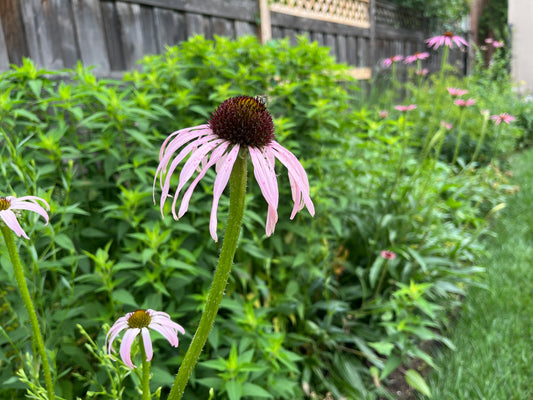 Garden Check-in