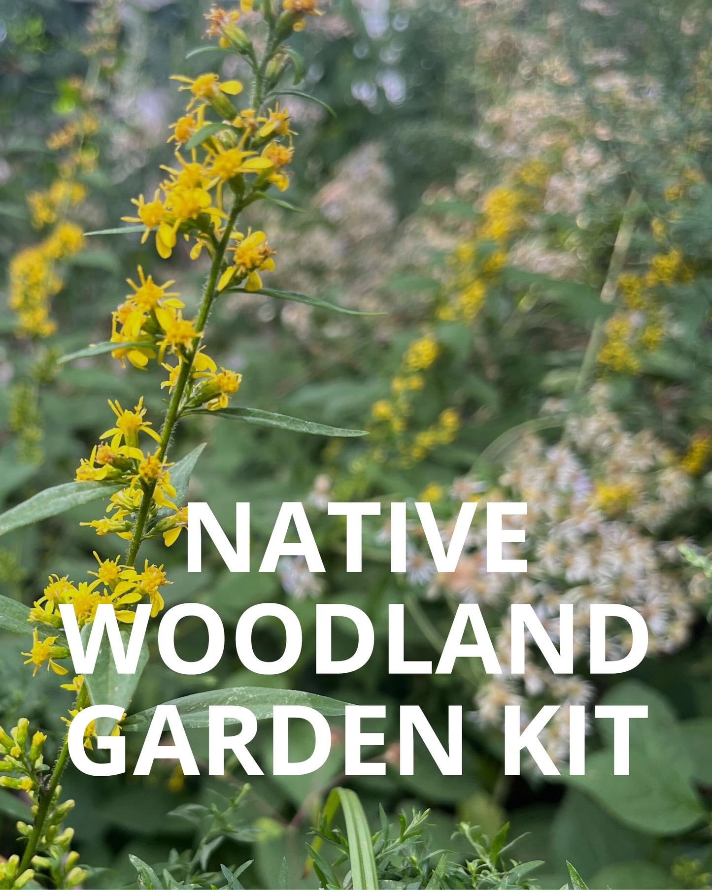 NBN Garden Kit - Native Woodland Mix