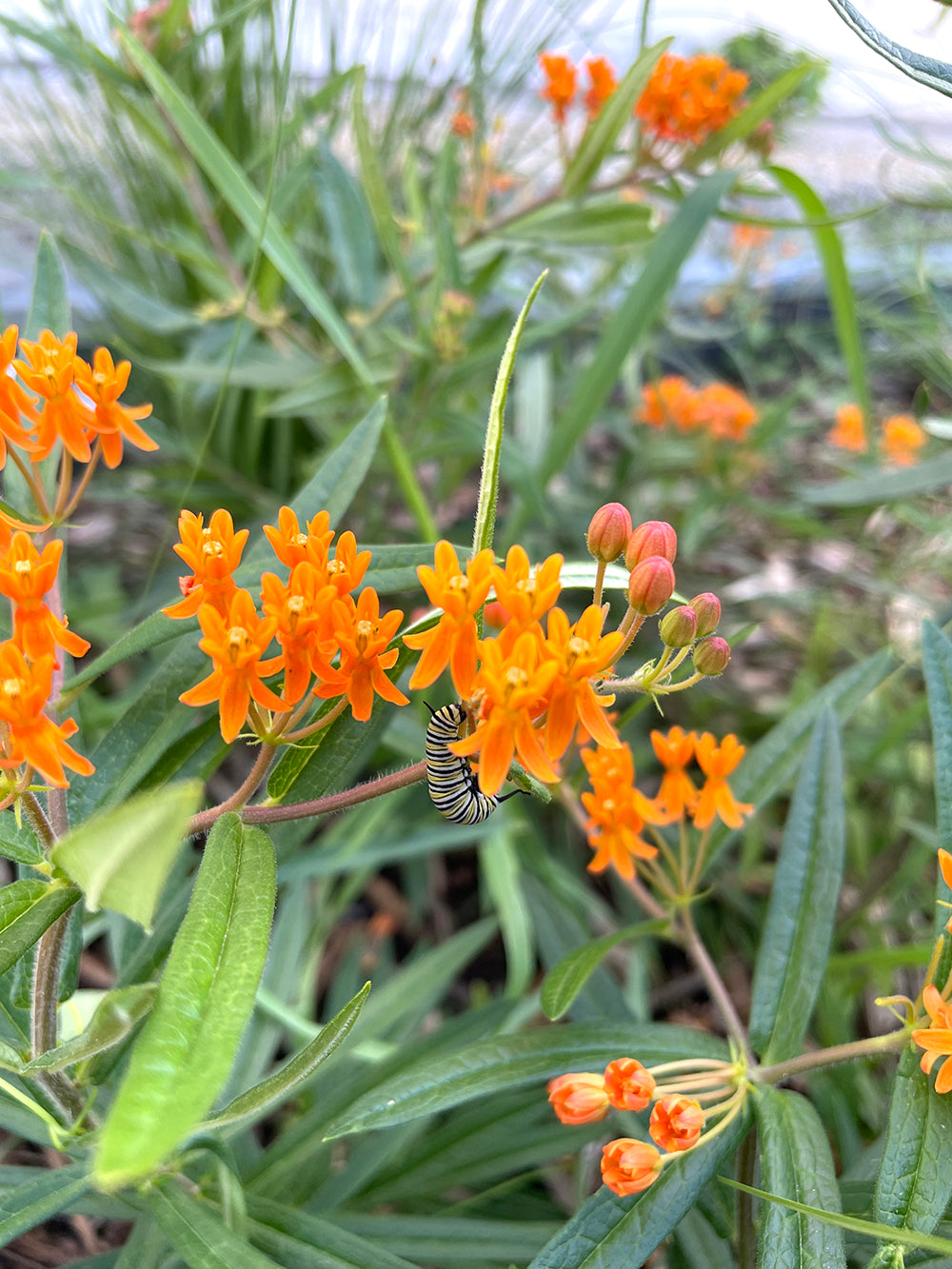 NBN Garden Kit - Native Prairie Mix