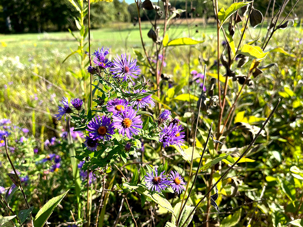 NBN Garden Kit - Native Prairie Mix