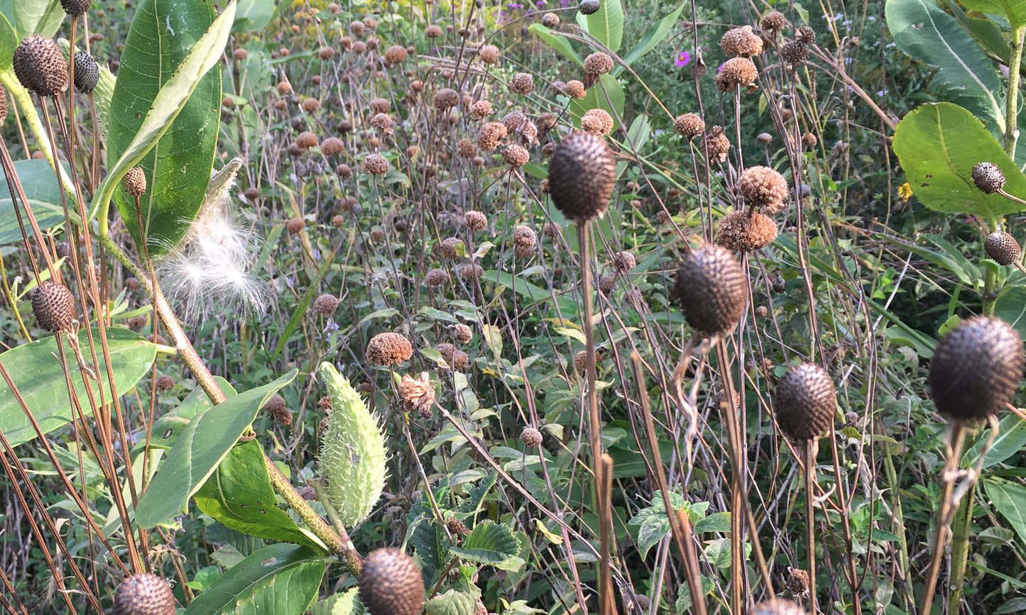 SEEDS! Sowing & Growing