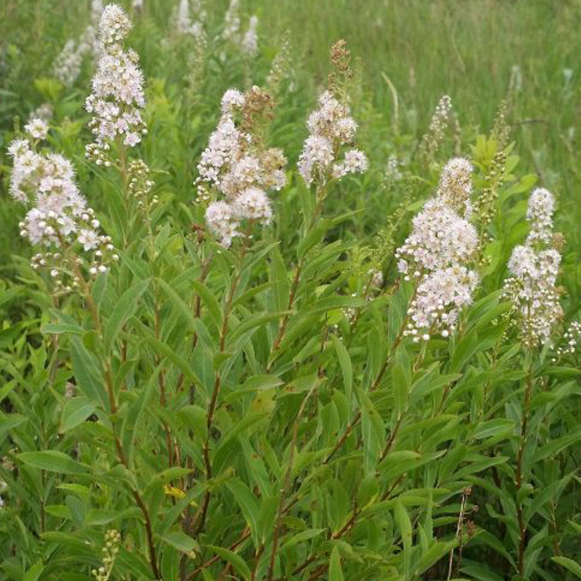 Spiraea alba (MEADOWSWEET) LG