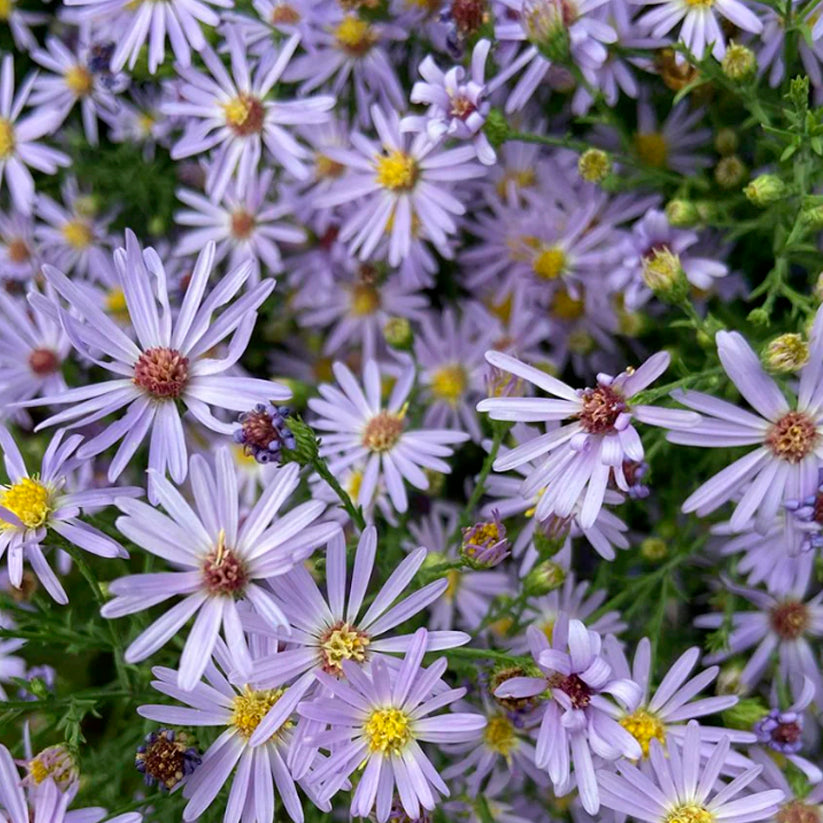 Symphyotrichum laeve (SMOOTH BLUE ASTER) *