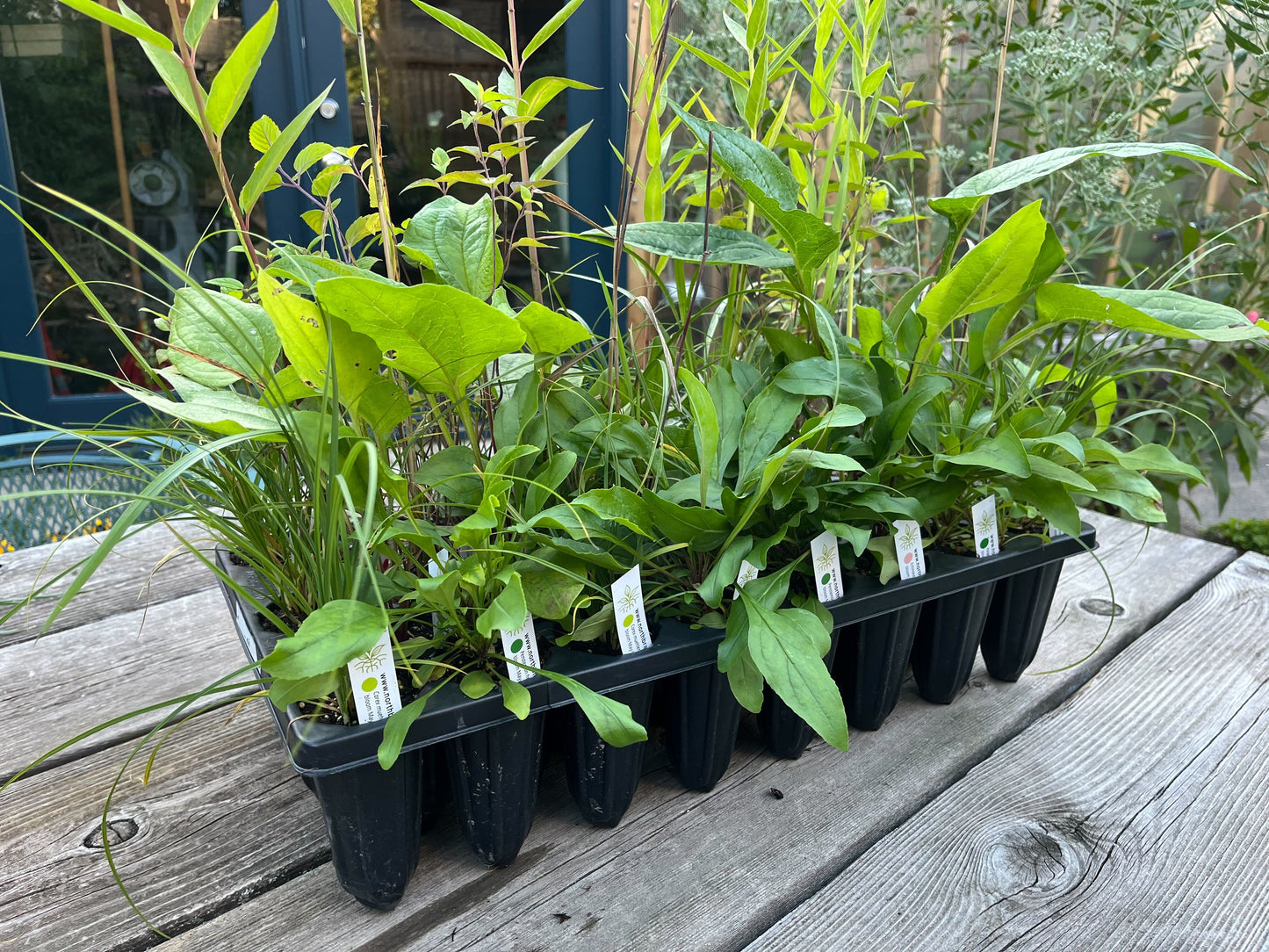 NBN Garden Kit - Native Savanna Mix