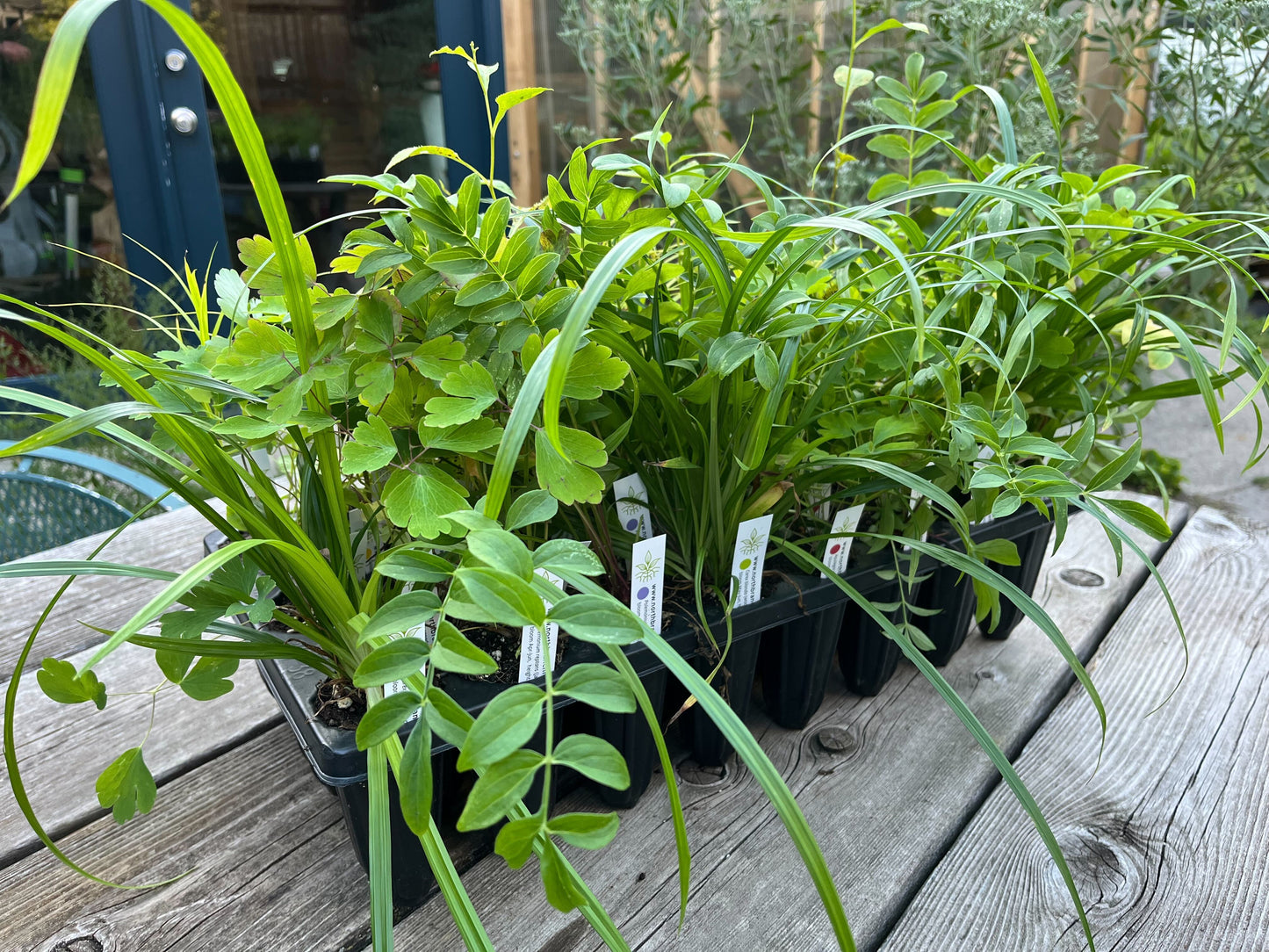 NBN Garden Kit - Native Woodland Mix