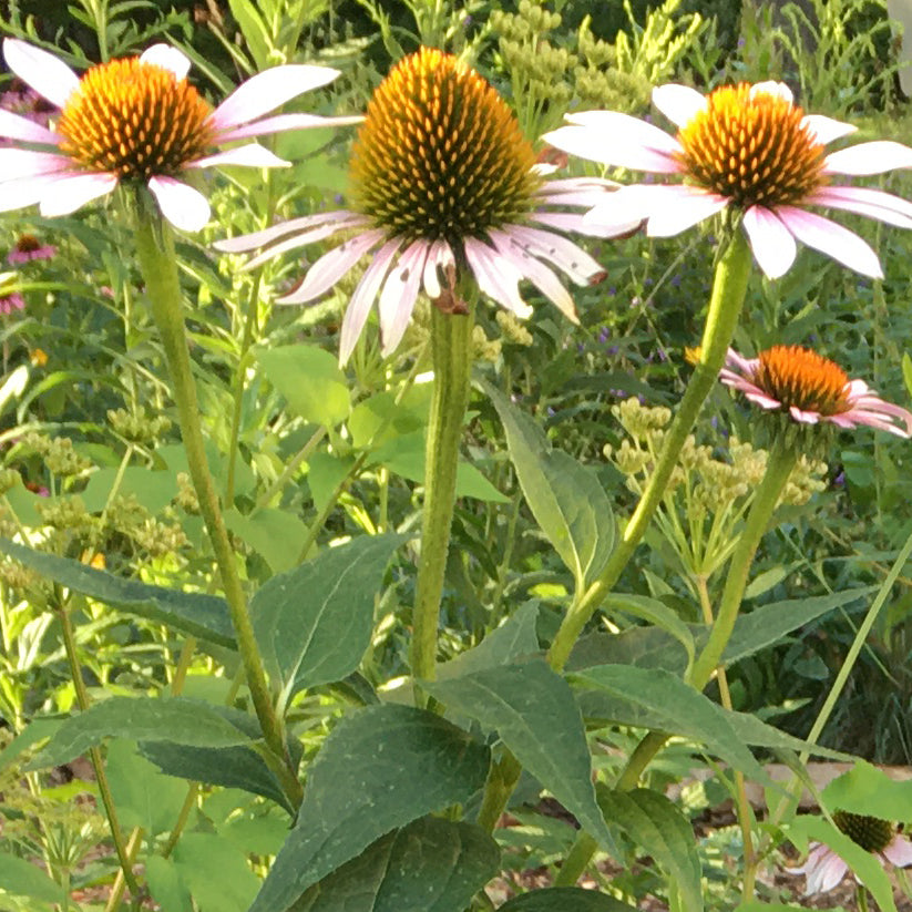 Echinacea purpurea (PURPLE CONEFLOWER) *