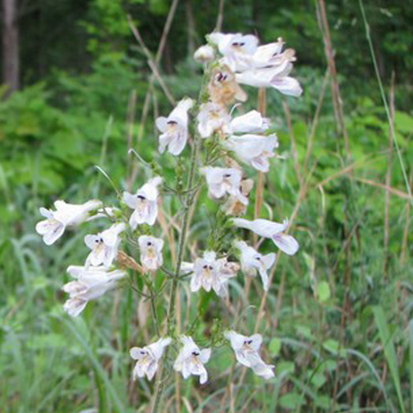 Penstemon pallidus (PALE BEARDTONGUE)