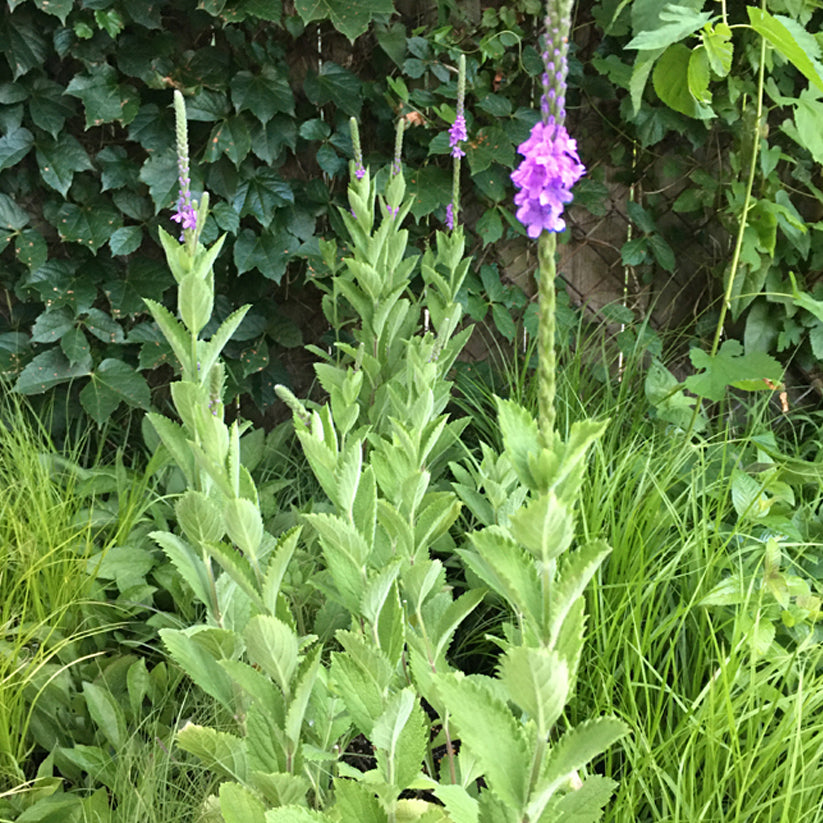 Verbena stricta (HOARY VERVAIN)