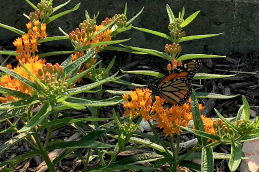 What Do Butterflies Eat?