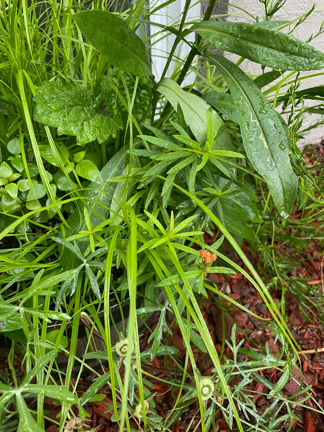 Short on Space? Try a native plant container!