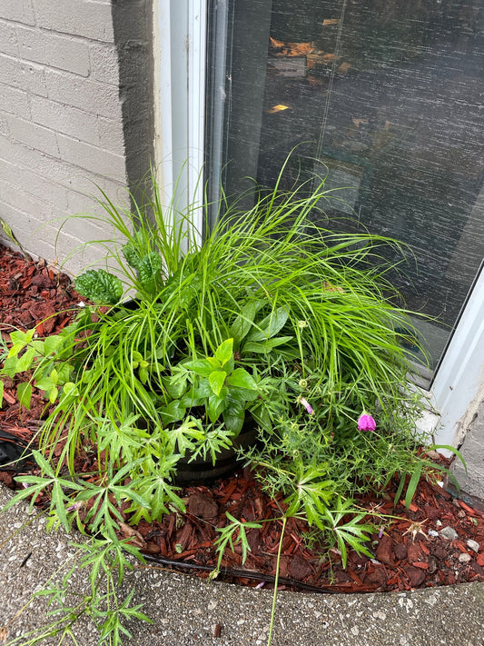 Native Plant Container Update
