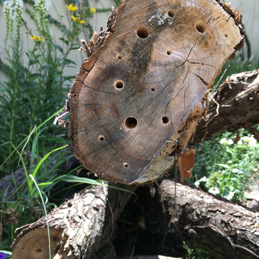 Designing Native Bee Nesting Habitat