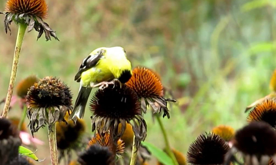Tidying Up Your Fall Garden