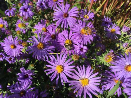 All About Asters