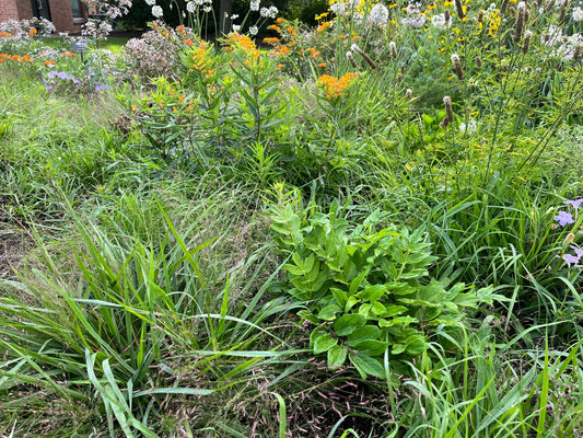5 Native Plants That Will Love Your “Crummy” Soil.. and How to Use Them in Your Garden Design
