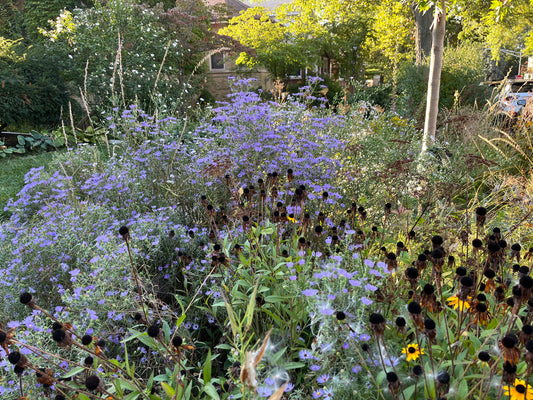 5 Tips for Adding Asters to Your Garden