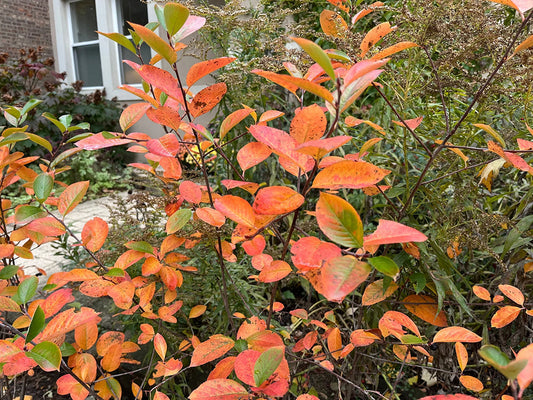 Best Pollinator-Friendly Trees and Shrubs for Urban Gardens: Create Your Own Backyard Wildlife Haven