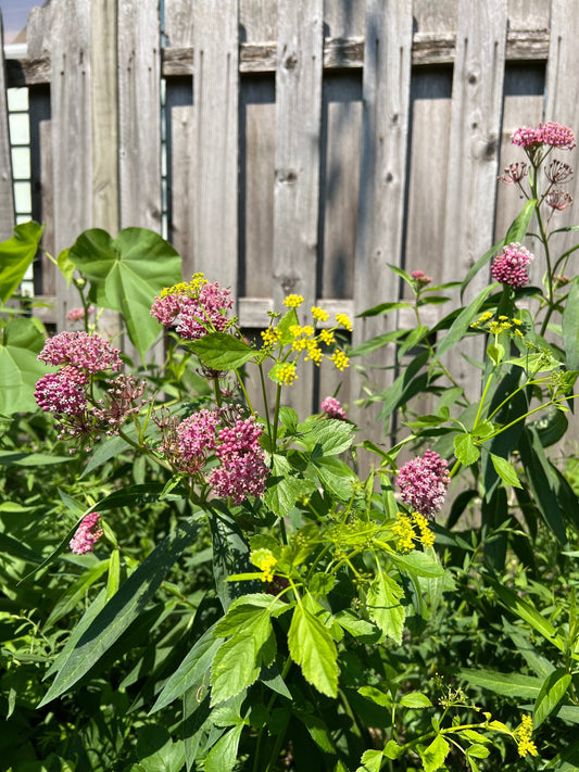 Small Starts, Worth the Wait: Why Plant with First Year Plant Plugs
