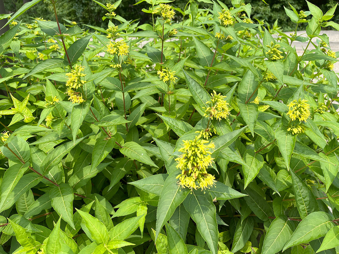 Best Pollinator-Friendly Trees and Shrubs for Urban Gardens: Create Your Own Backyard Wildlife Haven