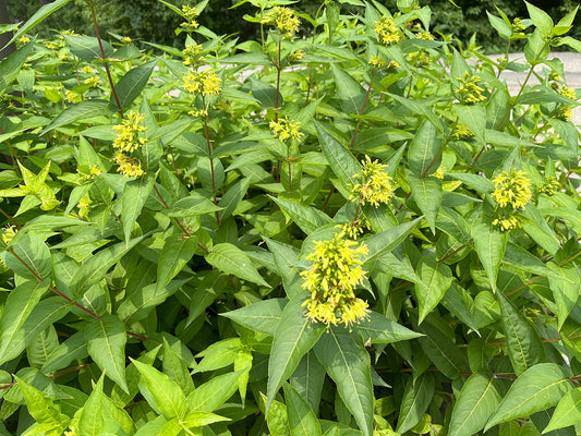 Best Pollinator-Friendly Trees and Shrubs for Urban Gardens: Create Your Own Backyard Wildlife Haven