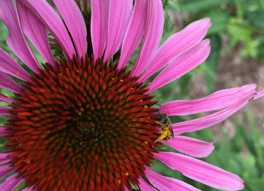 Echinacea purpurea (purple coneflower) makes for fine foraging.
