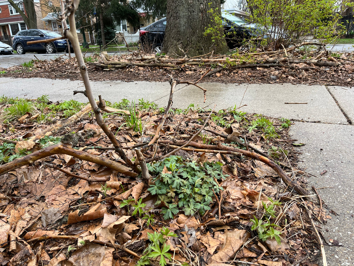 How To Care For A Native Garden: The Tidy Mess Model – North Branch Natives
