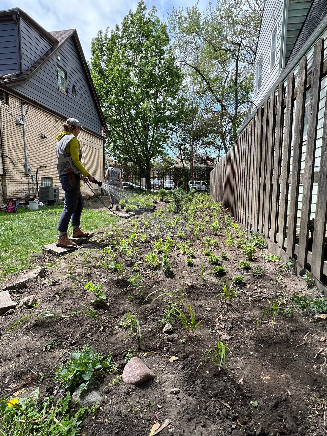 Native Garden Expert watering a newly planted native garden in a Chicago side yard