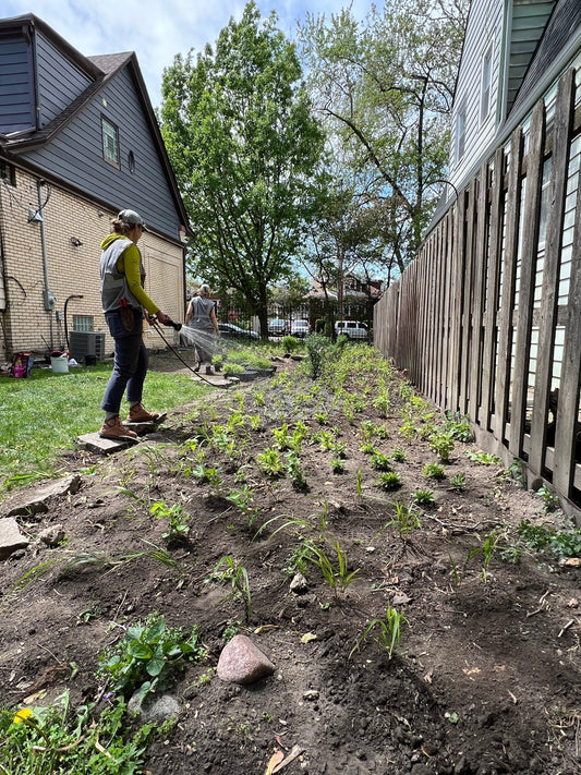 Native Garden Expert watering a newly planted native garden in a Chicago side yard