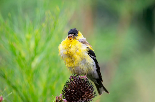 goldfinch perched on seed head of a purple coneflower