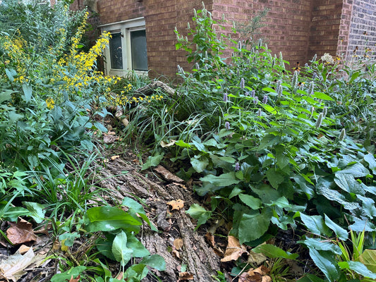Editing Your Native Garden: Rebalancing for Beauty and Function