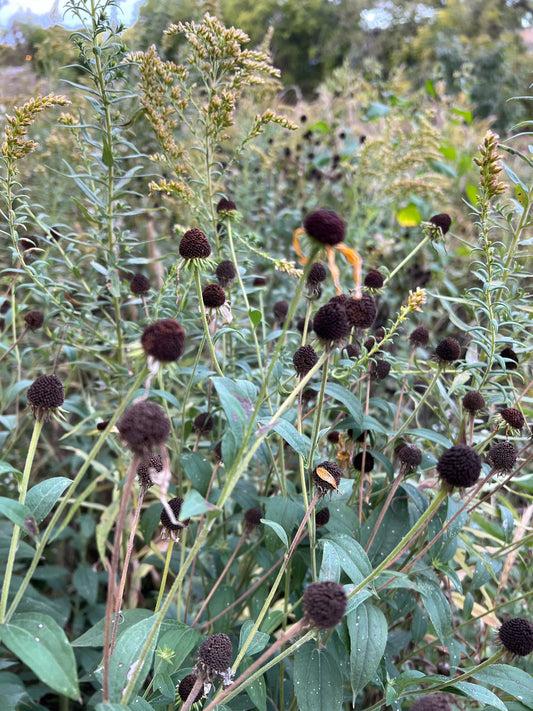 Seed Magic: Saving + Sowing Native Plant Seeds in Illinois