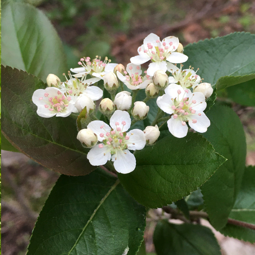 Aronia melanocarpa (BLACK CHOKEBERRY)