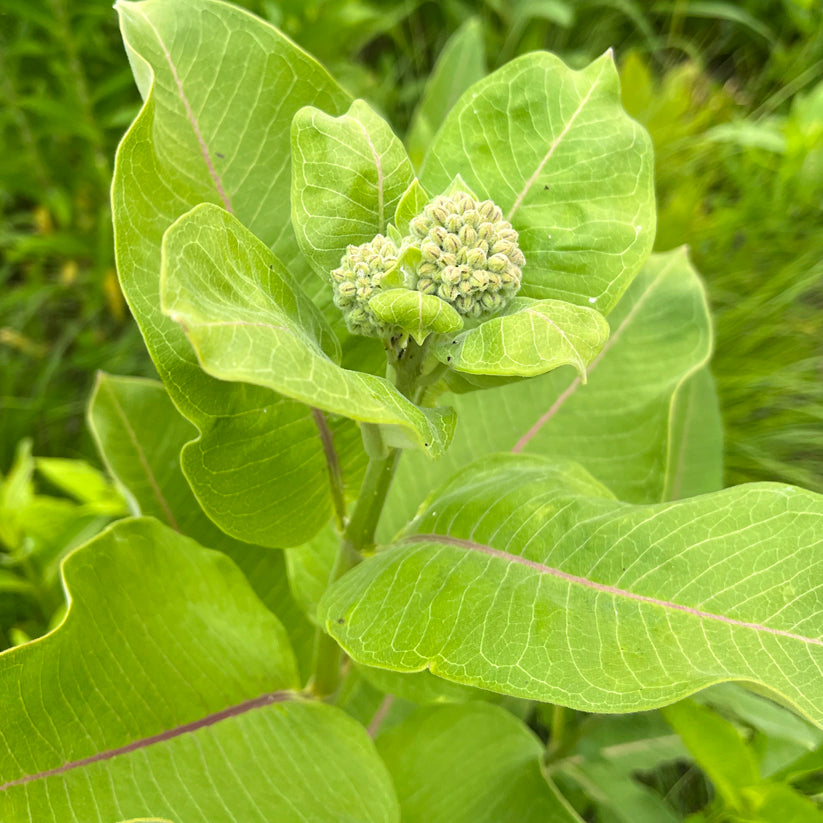 Asclepias sullivantii (Sullivant's milkweed)