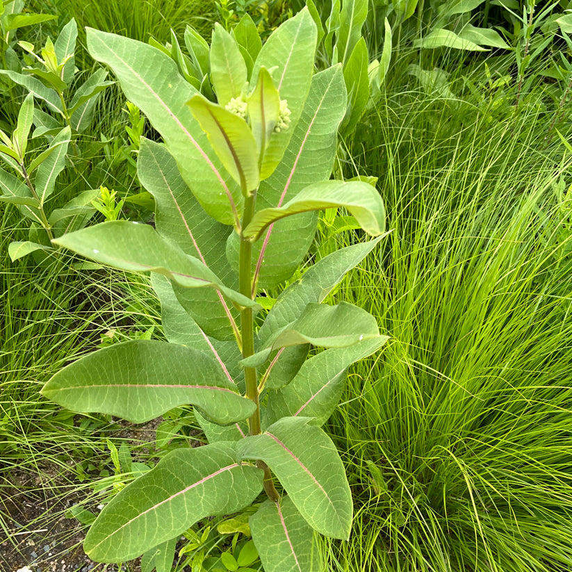 Asclepias sullivantii (Sullivant's milkweed)