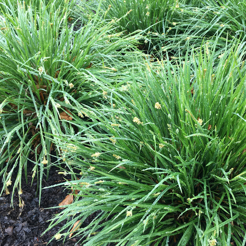 Carex blanda (COMMON WOOD SEDGE)