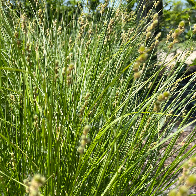 Carex brevior (PLAINS OVAL SEDGE)