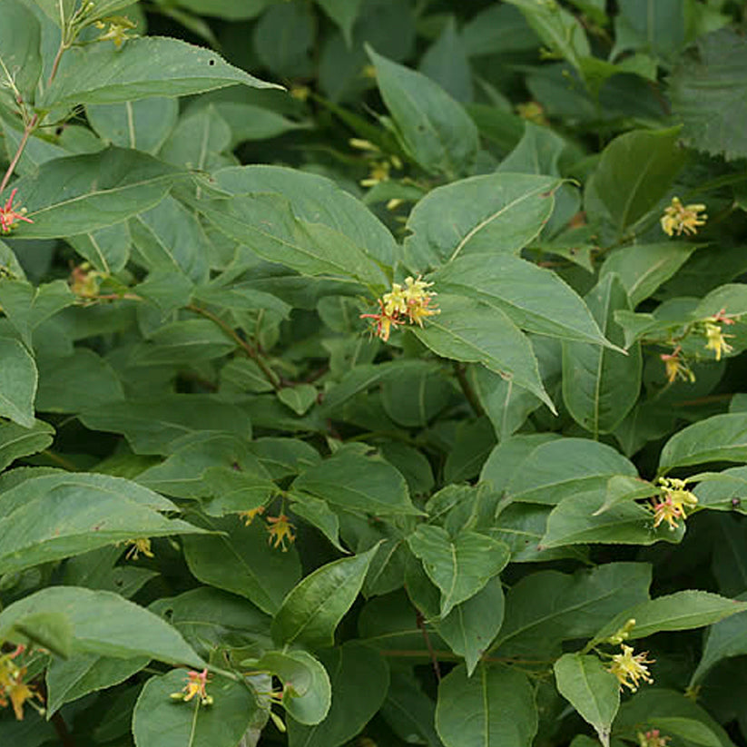 Diervilla lonicera (BUSH HONEYSUCKLE) LG