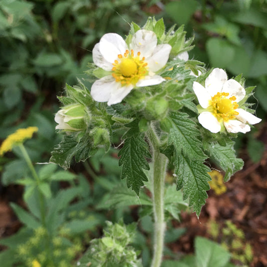 Drymocallis arguta (PRAIRIE CINQUEFOIL)